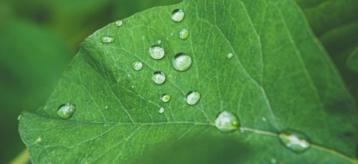 dew