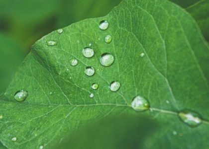 dew